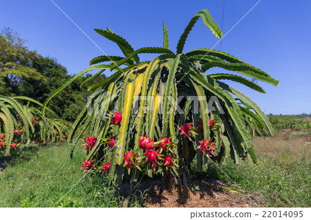 Dragon fruit or Pitaya Pitahaya plantation in Dragon fruit or Pitaya Pitahaya plantation in 22014095