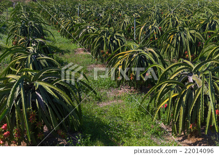 Dragon fruit or Pitaya Pitahaya plantation in Dragon fruit or Pitaya Pitahaya plantation in 22014096