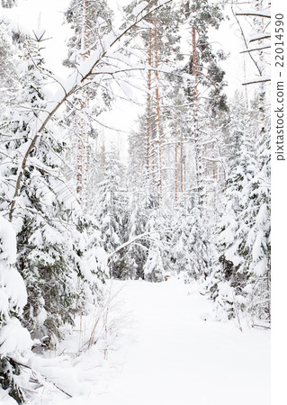 russian Winter forest snow road russian Winter forest snow road 22014590