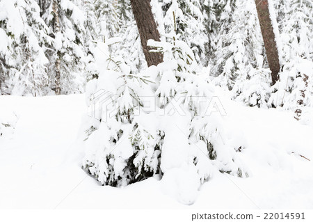 russian Winter forest snow road russian Winter forest snow road 22014591