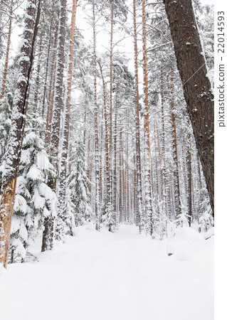 russian Winter forest snow road russian Winter forest snow road 22014593