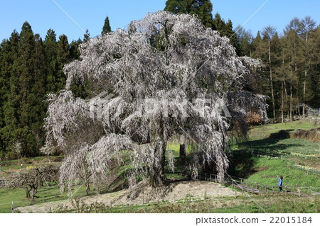 在水下垂枝櫻花 22015184