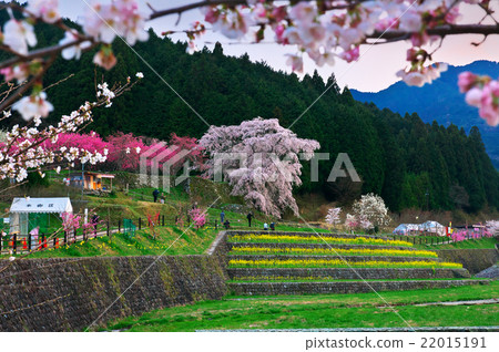 Together with Banba Sakura Hana Momo Simei Yoshino with Rape Flower Kobushi in full bloom Together with Banba Sakura Hana Momo Simei Yoshino with Rape Flower Kobushi in full bloom 22015191