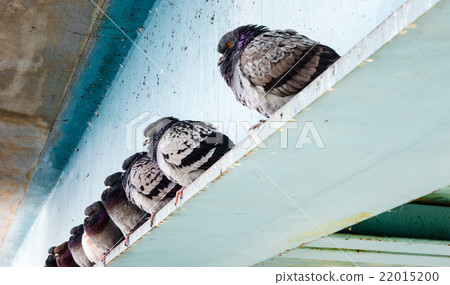 Row of gray pigeons sitting on steel beam. 22015200