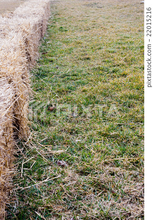 Row of small straw bales on grass. 22015216
