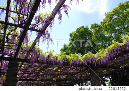 舞鶴公園的紫藤 舞鶴公園的紫藤 22015252