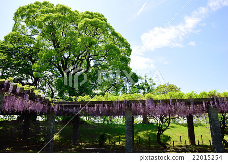 Wisteria of Maizuru Park 22015254