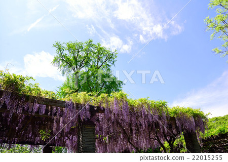 舞鶴公園的紫藤 22015255