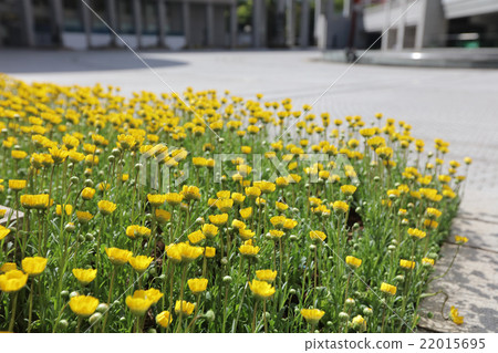 Colourful Flowerbeds Colourful Flowerbeds 22015695