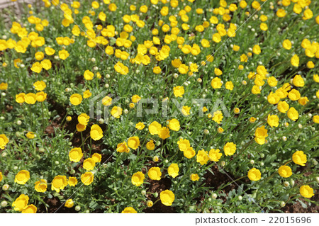 Colourful Flowerbeds 22015696