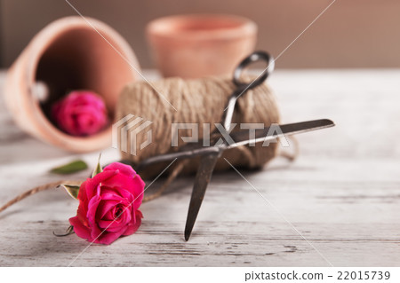Pink roses with flower pot, rope and scissors Pink roses with flower pot, rope and scissors 22015739