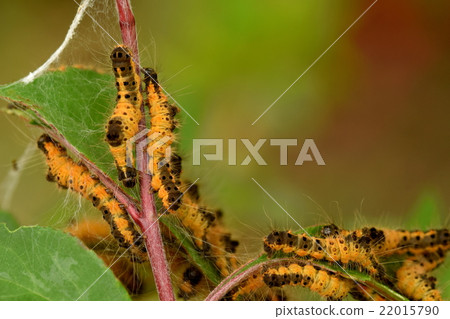 Dokuga幼蟲 22015790