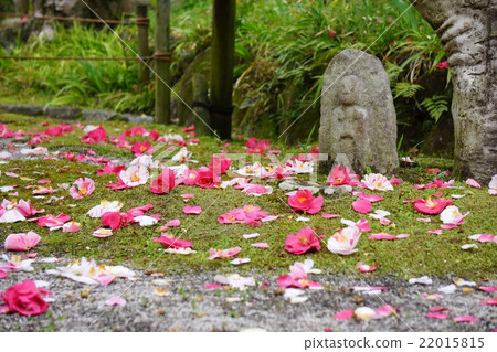 Goshiki Camellia in Hundred Pillars Temple 22015815
