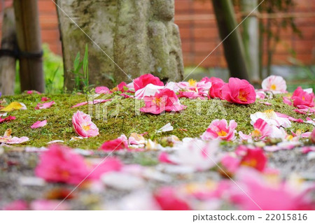 Goshiki Camellia in Hundred Pillars Temple Goshiki Camellia in Hundred Pillars Temple 22015816