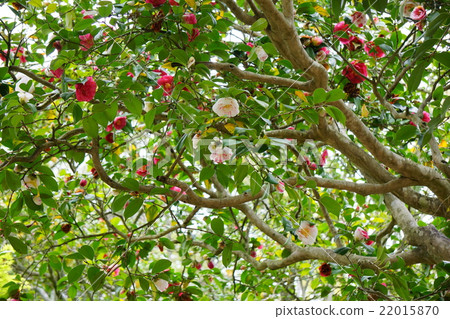 Goshiki Camellia in Hundred Pillars Temple Goshiki Camellia in Hundred Pillars Temple 22015870