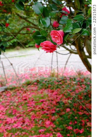山茶花山茶花 山茶花山茶花 22015873