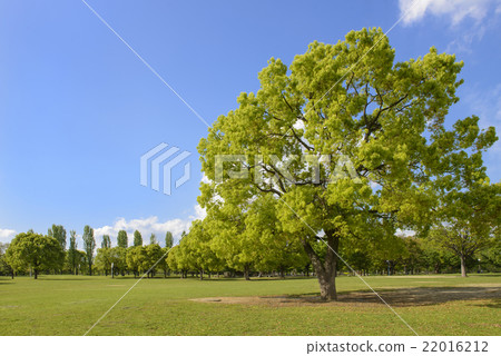 新鮮的綠色花商展紀念公園 22016212