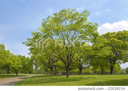 Fresh green flower Expo memorial park Fresh green flower Expo memorial park 22016214