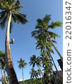Palm tree 22016347