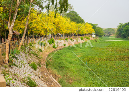 Cassia fistula flower,Golden shower flower in park 22016403