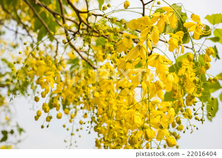 Cassia fistula flower, Golden shower flower 22016404