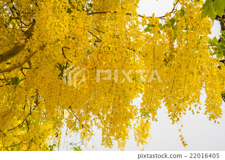 Cassia fistula flower, Golden shower flower 22016405