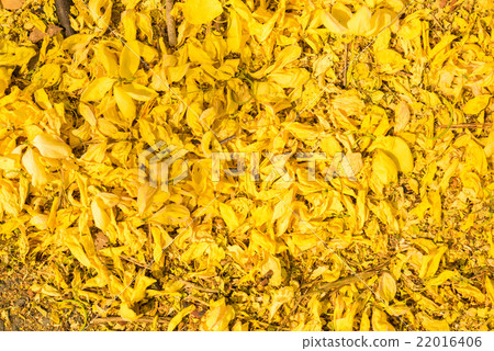 Cassia fistula flower, Golden shower flower 22016406