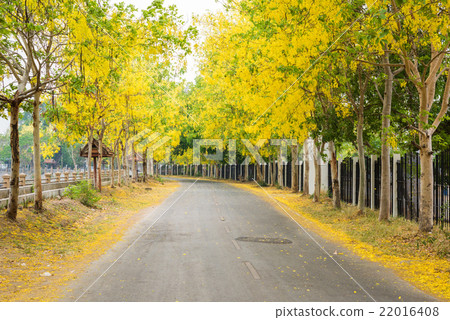 Cassia fistula flower and the road in countryside 22016408