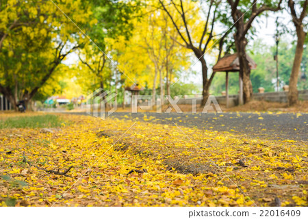Cassia fistula flower and the road in countryside 22016409