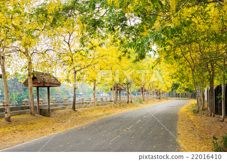 Cassia fistula flower and the road in countryside Cassia fistula flower and the road in countryside 22016410