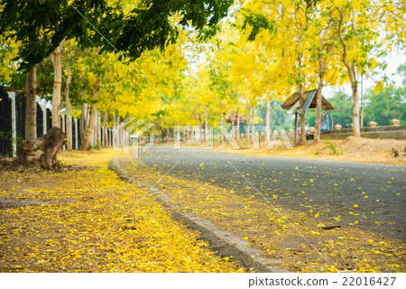 Cassia fistula flower and the road in countryside 22016427