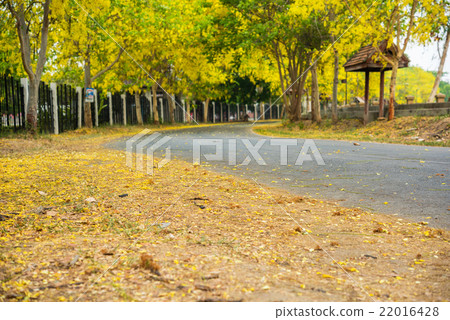 Cassia fistula flower and the road in countryside 22016428
