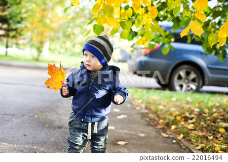 little boy with autumn maple leaves little boy with autumn maple leaves 22016494