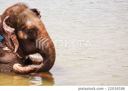 Elephant bathing Elephant bathing 22016586