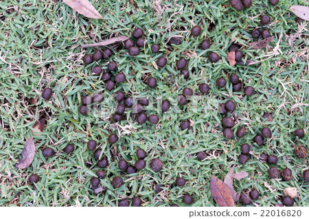 Feces of deer on the grass. 22016820