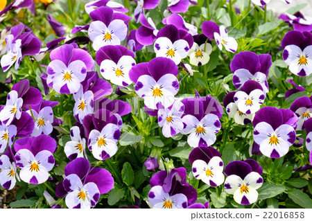 Pansy viola Pansy viola 22016858