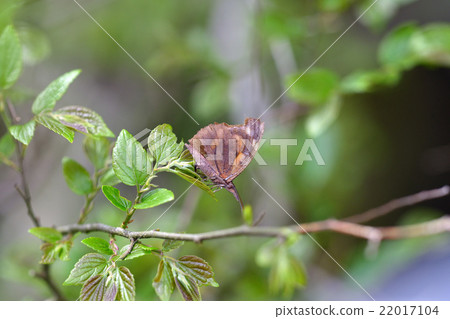 產卵的蝴蝶。它出生在Enoki的嫩葉中。 22017104