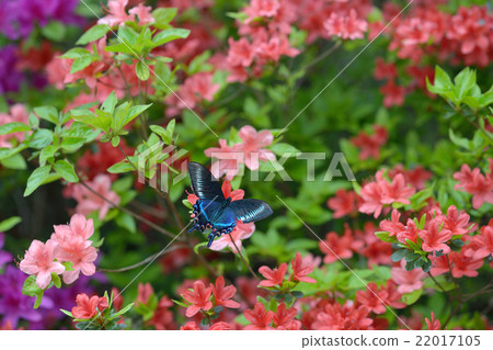 Miyama烏鴉豆水母♂霧島杜鵑花和蜂蠟 Miyama烏鴉豆水母♂霧島杜鵑花和蜂蠟 22017105