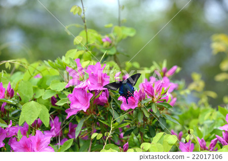 Miyama crow bean juice ♀ move nectar flowers. 22017106