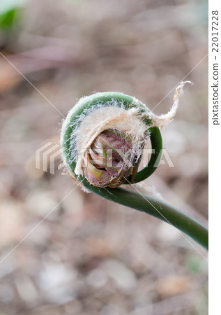 Spring Spring 22017228