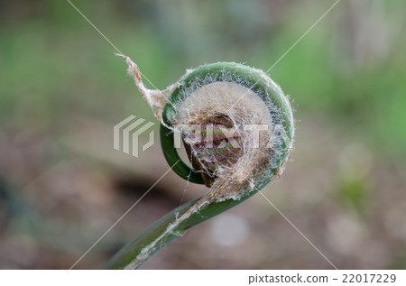 Spring Spring 22017229