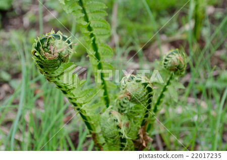 Kogomi Kogomi 22017235