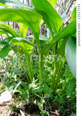 Garlic clamor Garlic clamor 22017241