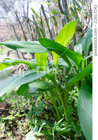 大蒜喧囂 大蒜喧囂 22017242