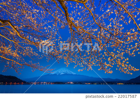 sakura flower branches with fuji mountain 22017587
