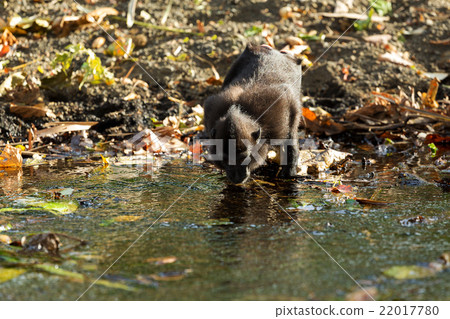 Celebes crested macaque, Sulawesi, Indonesia 22017780