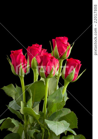 fresh red rose on black fresh red rose on black 22017808