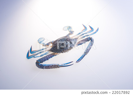 crabs or blue crabs on the background. crabs or blue crabs on the background. 22017892