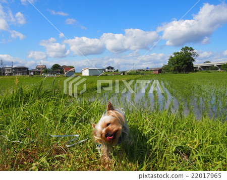 農村和狗 22017965