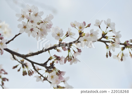 Yoshino cherry tree Yoshino cherry tree 22018268